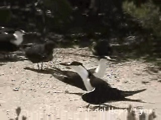 烏領燕鷗 - ML201250411