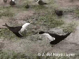 烏領燕鷗 - ML201250431