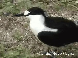 烏領燕鷗 - ML201250441
