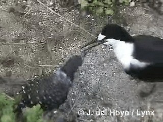 烏領燕鷗 - ML201250451
