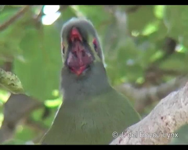 Turaco de Ruspoli - ML201250531