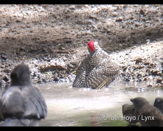 Nubian Woodpecker - ML201250561