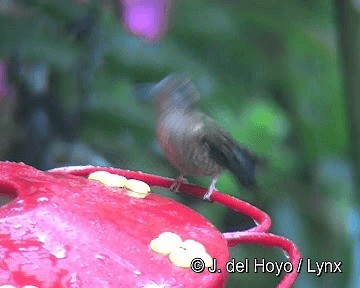 Speckled Hummingbird (maculata) - ML201250601