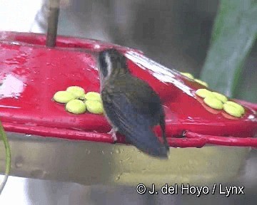 Speckled Hummingbird (maculata) - ML201250611