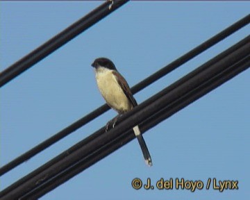 Burmese Shrike - ML201250941