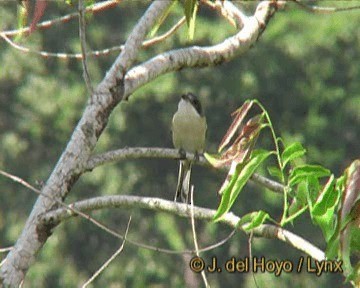 Burmese Shrike - ML201250951