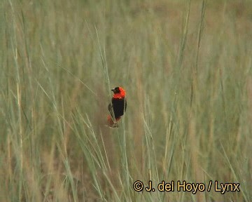 Southern Red Bishop - ML201250981