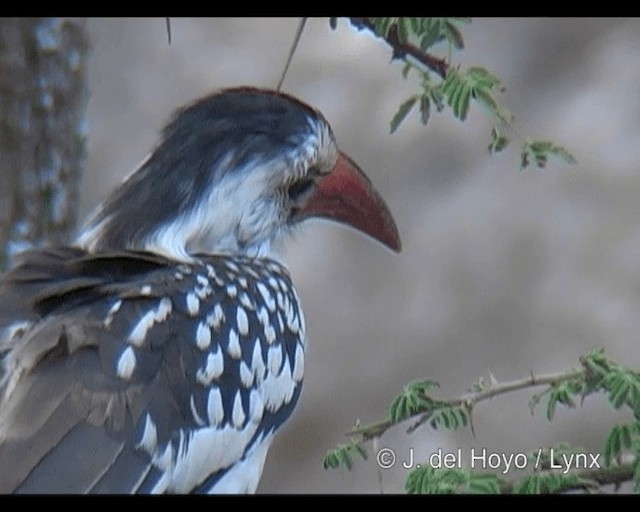 Northern Red-billed Hornbill - ML201251011