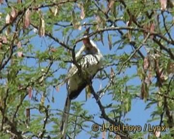 Northern Red-billed Hornbill - ML201251021