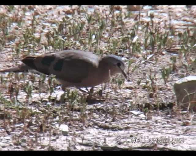 Emerald-spotted Wood-Dove - ML201251031