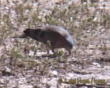 Palomita Aliverde - ML201251041