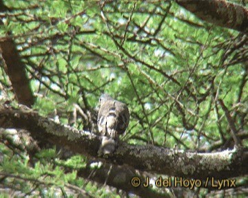 Emerald-spotted Wood-Dove - ML201251051