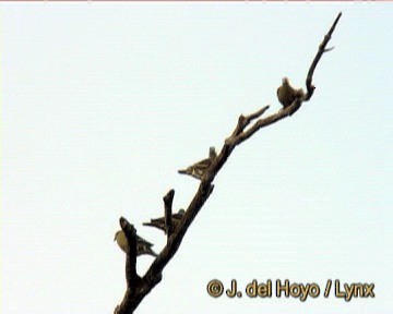 Thick-billed Green-Pigeon - ML201251071