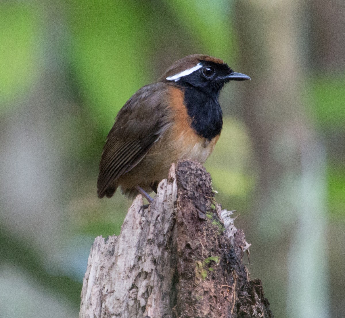 Black-breasted Gnateater - ML20125111