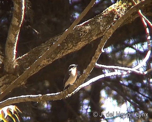 Rufous-breasted Chat-Tyrant - ML201251161