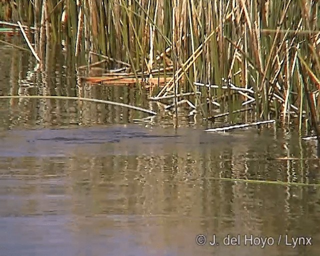 Titicaca Grebe - ML201251191