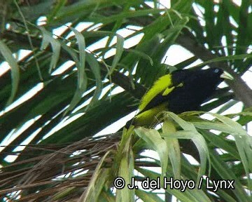 Yellow-rumped Cacique (Amazonian) - ML201251301