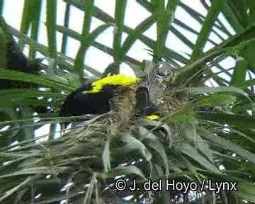 Yellow-rumped Cacique (Amazonian) - ML201251321