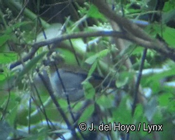 Short-billed Chlorospingus - ML201251331