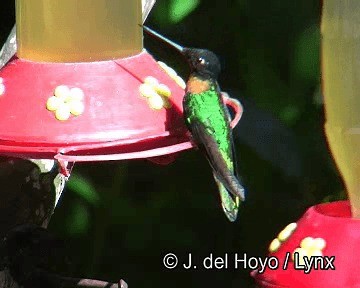 Gould's Inca - ML201251381