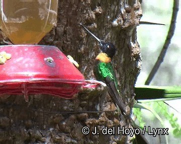 Gould's Inca - ML201251391