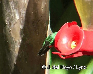 Lesser Violetear (Andean) - ML201251421