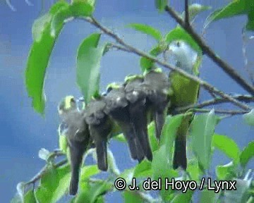 Lemon-browed Flycatcher - ML201251431