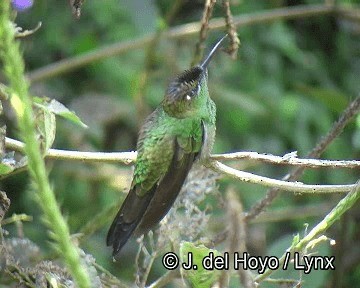 Brillante Frentivioleta - ML201251511