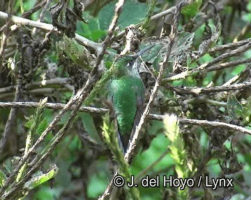 Brillante Frentivioleta - ML201251531