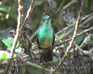 Violet-fronted Brilliant - ML201251551