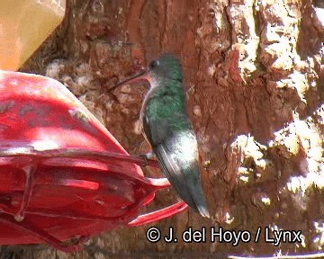 Green-and-white Hummingbird - ML201251581