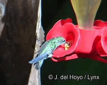 Green-and-white Hummingbird - ML201251591