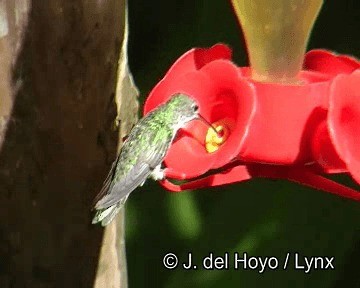 Green-and-white Hummingbird - ML201251601