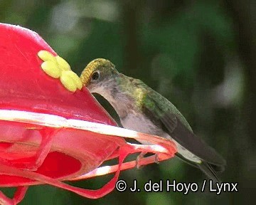 Green-and-white Hummingbird - ML201251611