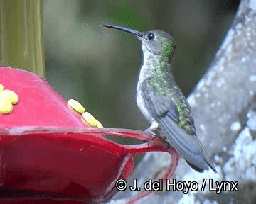 Green-and-white Hummingbird - ML201251621