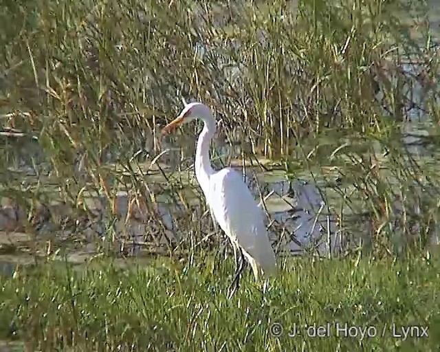 Yellow-billed Egret - ML201251691