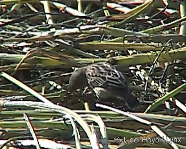 Northern Red Bishop - ML201251731