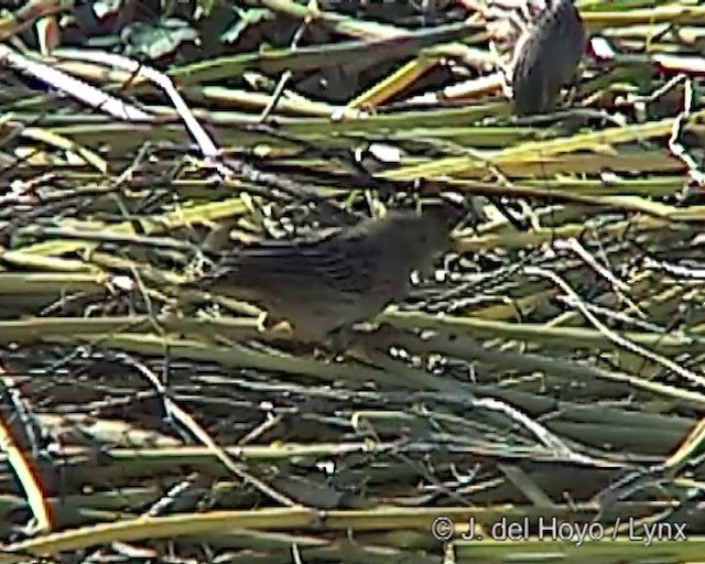 Northern Red Bishop - ML201251741