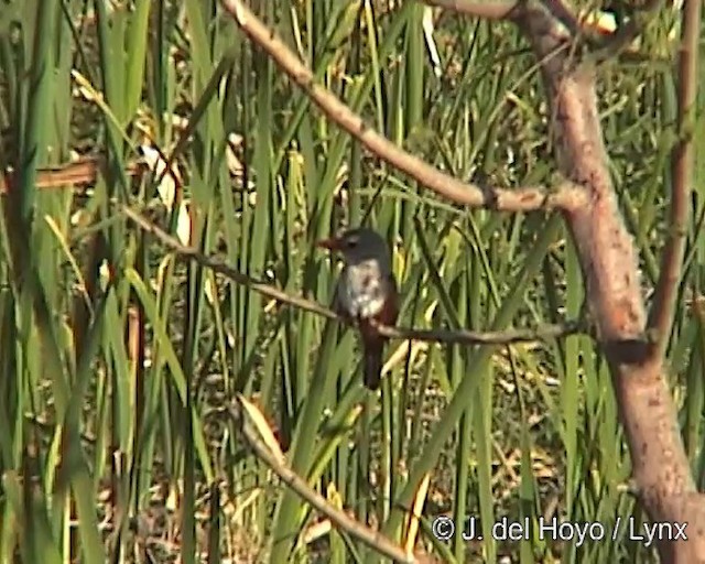 Gray-headed Kingfisher - ML201251761