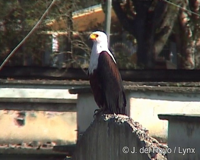 African Fish-Eagle - ML201251781