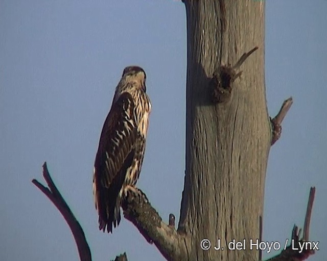 African Fish-Eagle - ML201251801