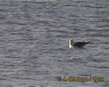 Lesser Black-backed Gull (Heuglin's) - ML201251831