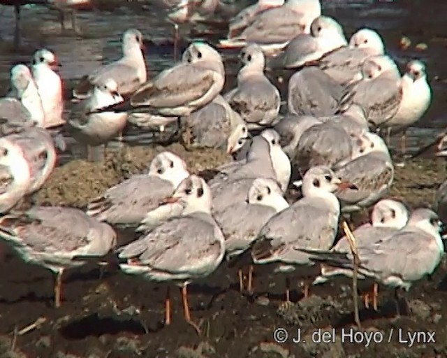 Black-headed Gull - ML201251841