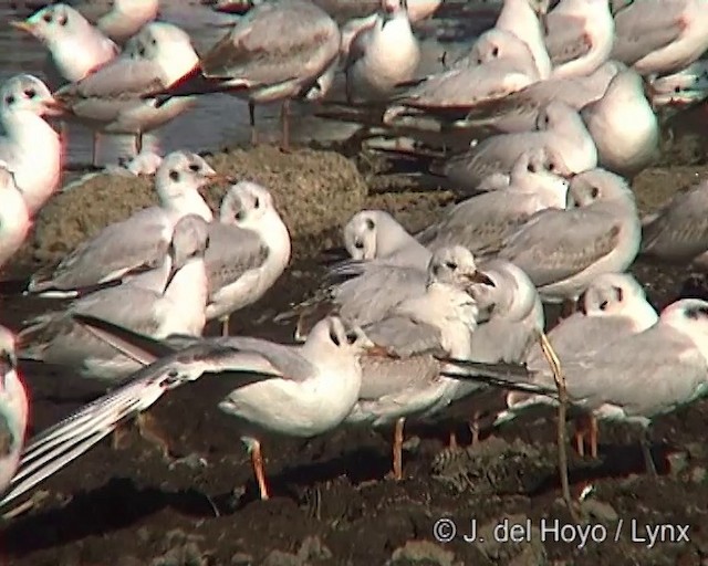 Black-headed Gull - ML201251851