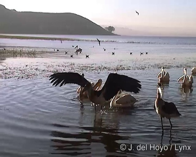 Marabou Stork - ML201251881