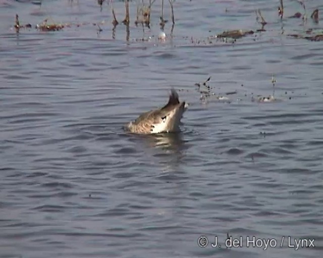 svarthalespove (limosa) - ML201251891