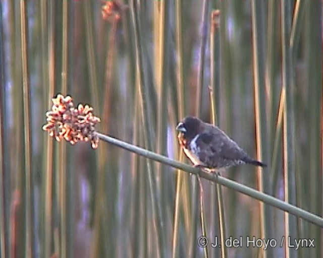 Kleinelsterchen - ML201251901