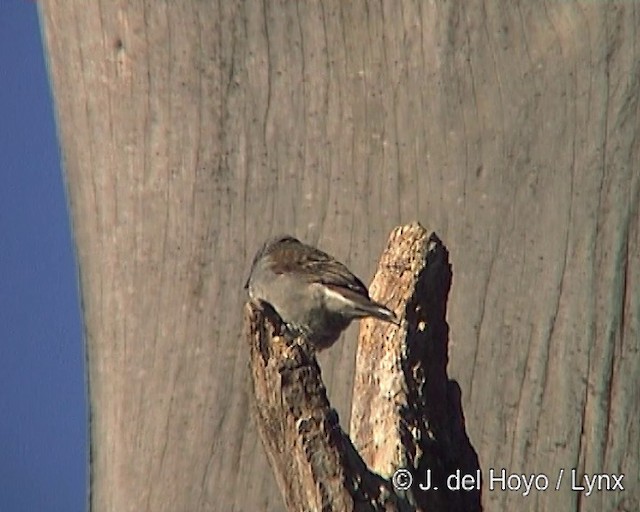 Swainson's Sparrow - ML201251961