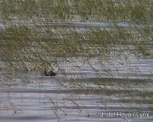 Spur-winged Goose (Northern) - ML201252011