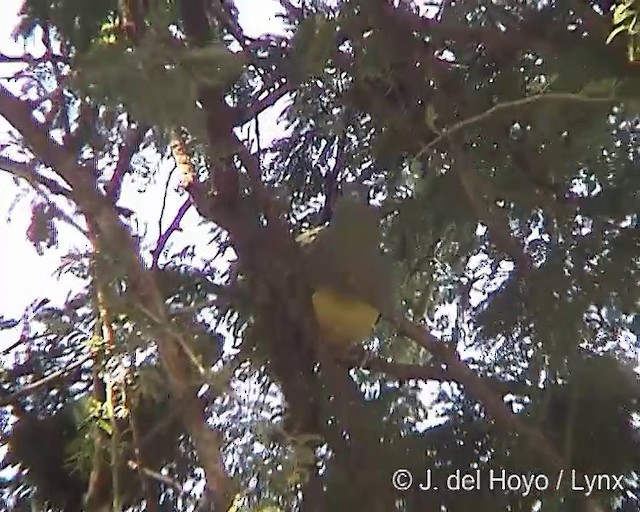 Bruce's Green-Pigeon - ML201252061